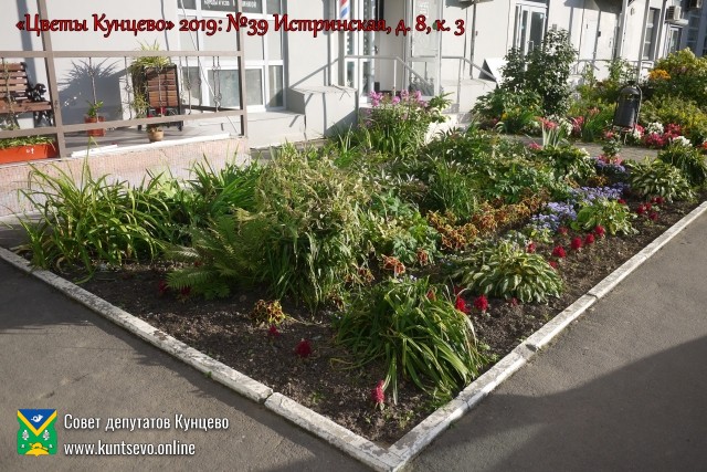 В Кунцево впервые прошёл конкурс палисадников "Цветы Кунцево" 3